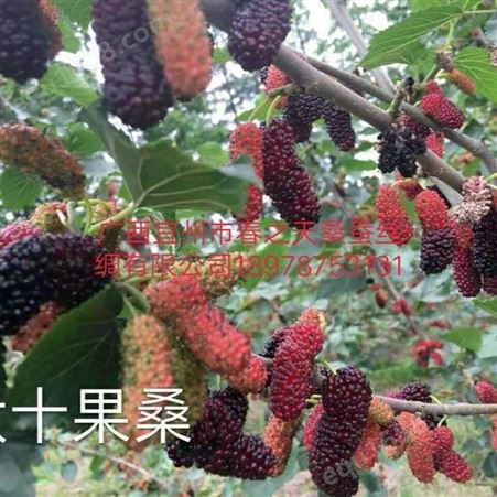 中科富河南耐旱大果长型高产黑紫甜果桑苗