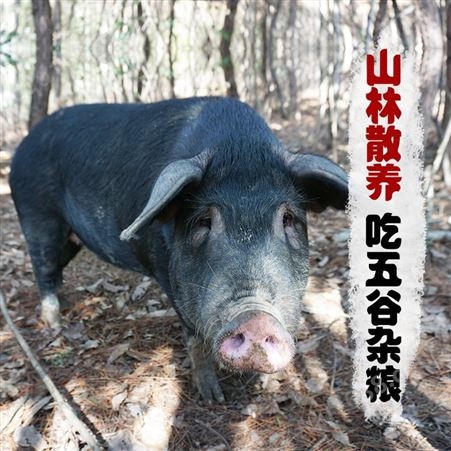 黑猪肉小排骨 新鲜猪肋排 2斤猪排骨 农家散养土猪肉