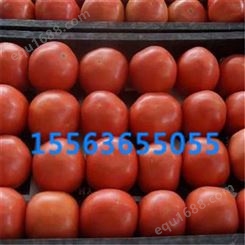山东西红柿_销售西红柿_订购西红柿价格_山东西红柿厂家