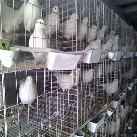 肉鸽养殖设备_广旺_肉鸽笼子_企业生产