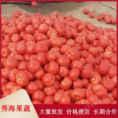 果园现摘现发硬粉西红柿 个头均匀 可生吃可做菜 源产地种植