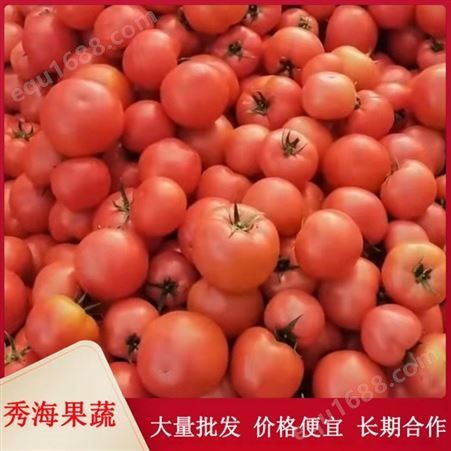 应季新鲜硬粉西红柿 自然成熟 沙瓤多汁 清晨采摘 当天发货