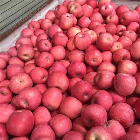 新品种中秋王苹果出售 红富士苹果入冷库时间