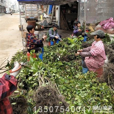 汕尾江门种植8万亩大果茶苗基地 榨油茶籽回收加工