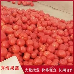 果园现摘现发硬粉西红柿 个头均匀 可生吃可做菜 源产地种植
