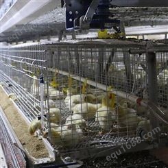 设备供应 鸡笼厂家 提门式蛋鸡笼 三层养鸡笼子肉鸡笼批发