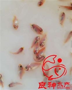 广州良种水产-澳洲淡水龙虾苗