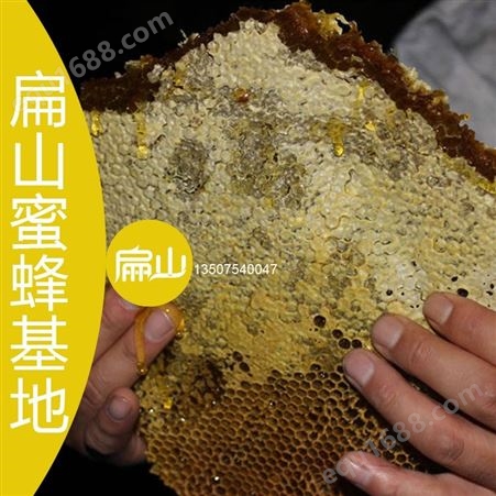 漳州中意蜜蜂养殖技术培训班(漳州蜜蜂群种群多少钱一桶或一脾的批发价格)