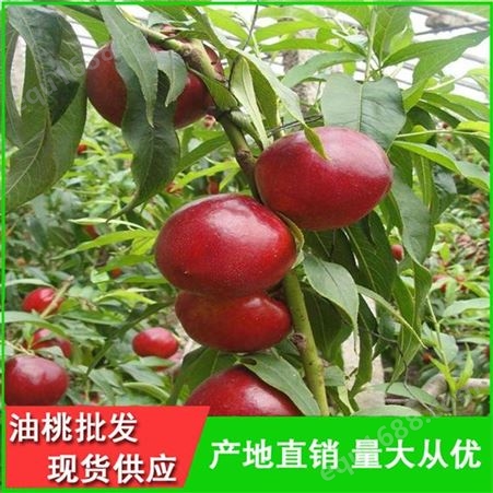 丽春早红宝石油桃品种齐全-早红2号油桃产地行情-昊昌