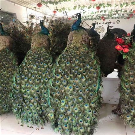 大量出售孔雀标本 蓝孔雀标本出售 制作工艺