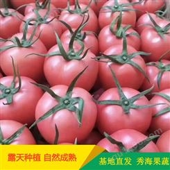 硬粉西红柿自然成熟现摘现发支持电商