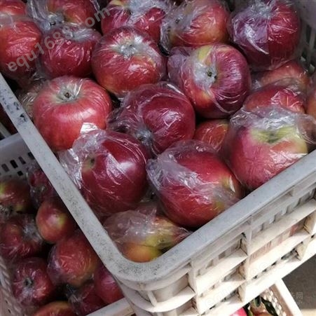 红富士新品种 冷库膜袋苹果格