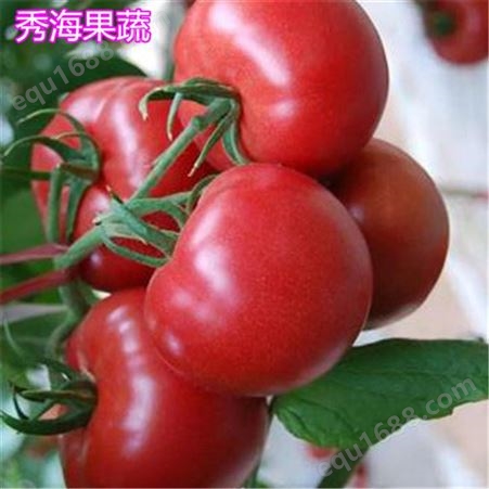 费县西红柿 高产西红柿种植管理 订购生产 大量