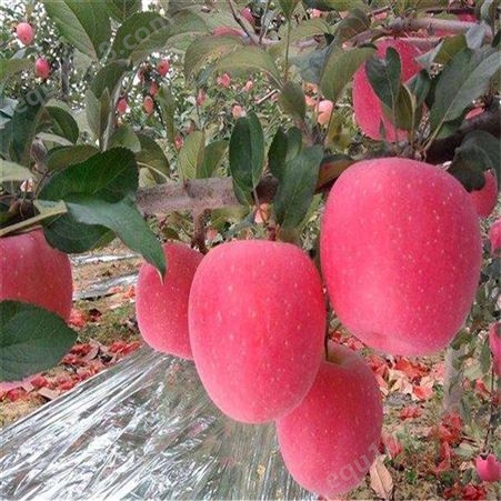 新品种中秋王苹果出售 红富士苹果入冷库时间
