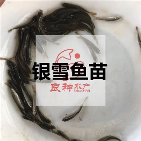 广州良种水产-澳洲淡水龙虾苗