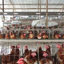 厂家 层叠阶梯式鸡笼 肉鸡养殖笼设备 推拉门式蛋鸡笼