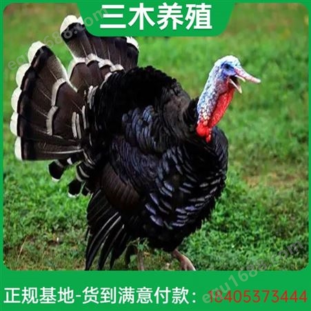 青铜火鸡养殖 成年体重可达13kg 自然散养 羽毛色彩丰富