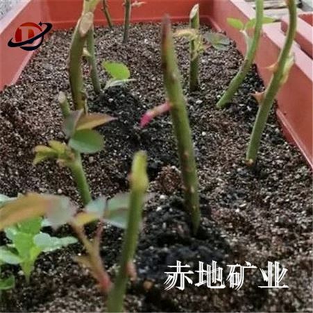 韭菜栽培基质